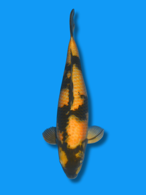 Ki Utsuri in Show Quality | Koi&Co.